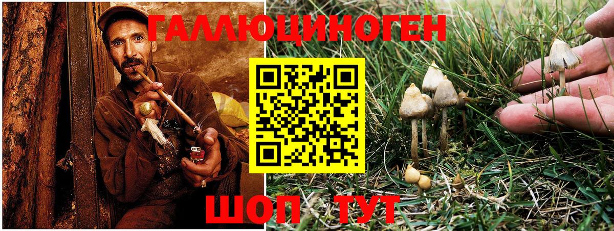Галлюциногенные грибы Psilocybe Ялта